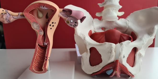 a medical model of a uterus and a female pelvis